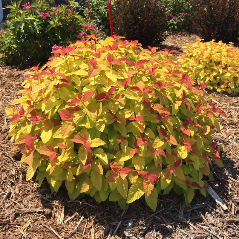 Japanese Spirea