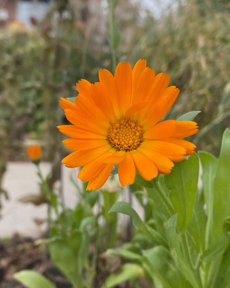 Cold-Tolerant Calendula