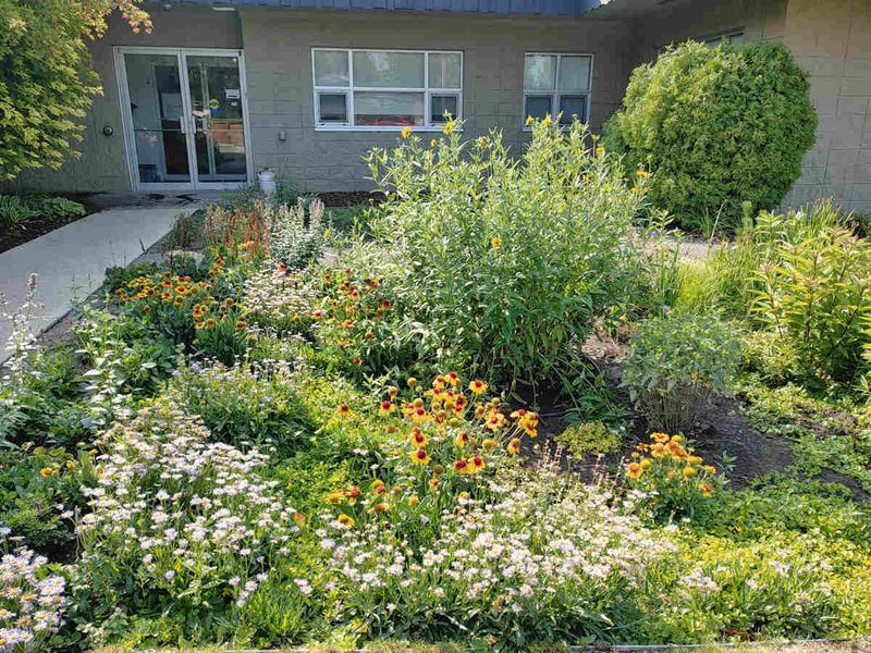DIY Rain Gardens That Won't Drain Your Budget