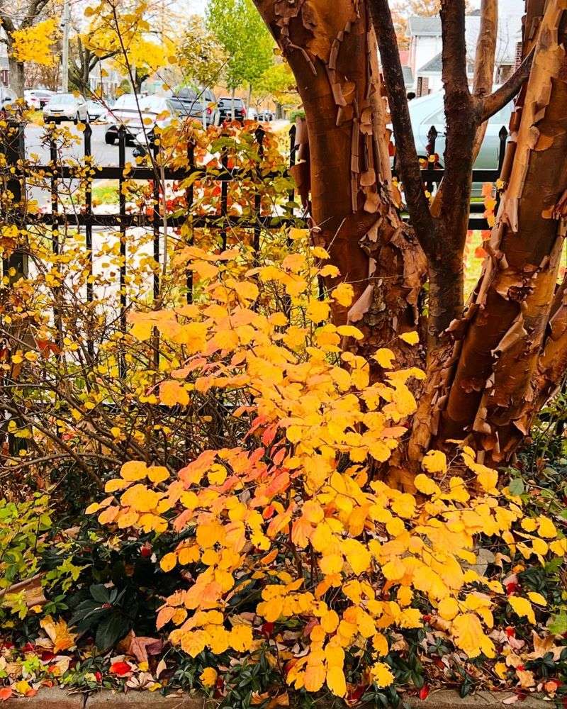 Paperbark Maple (Acer griseum)