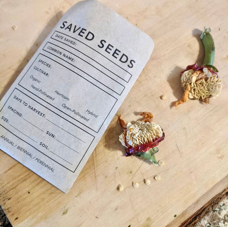 Why Seed Saving Changes Everything