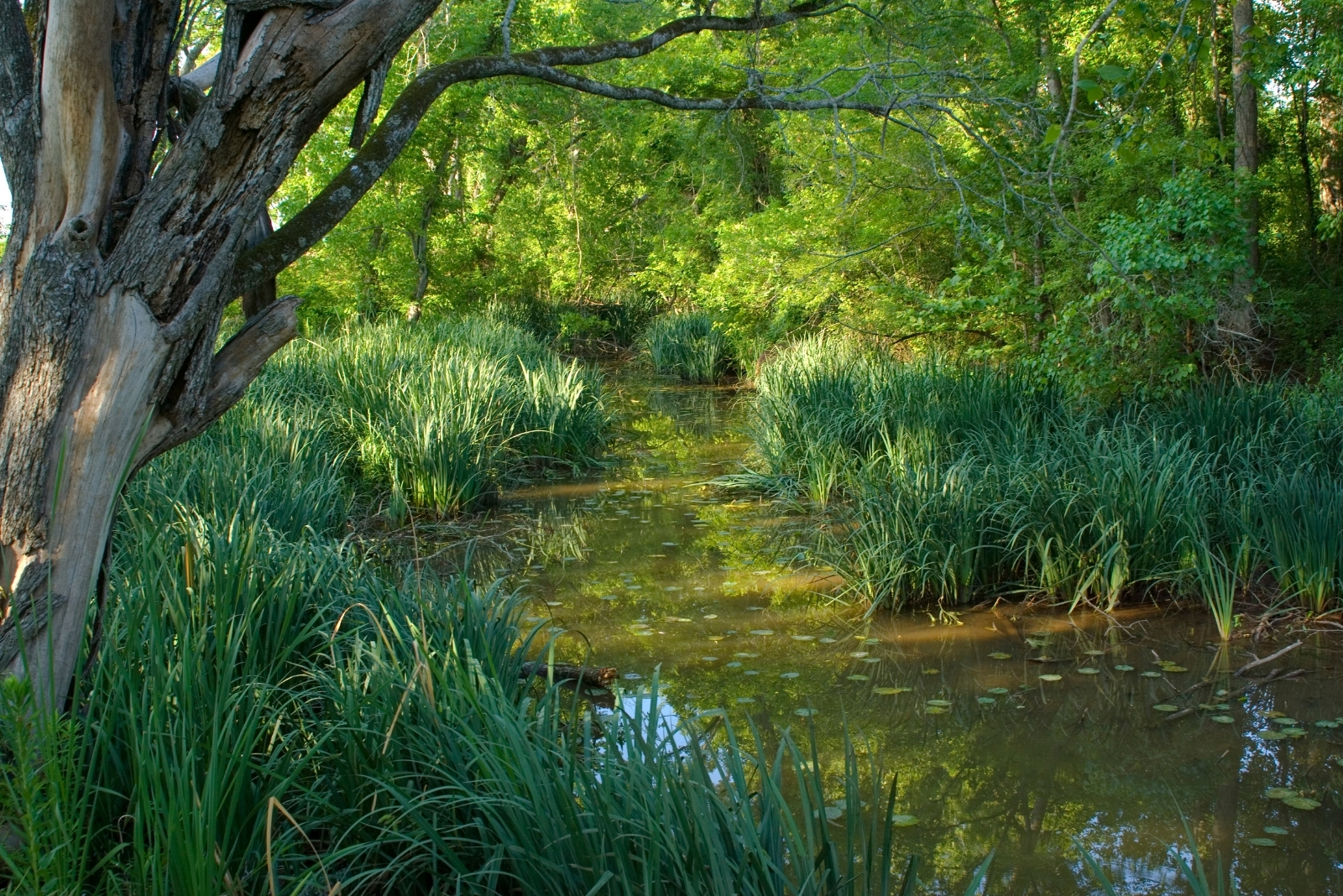 French Inspired Gardens To Explore In Louisiana
