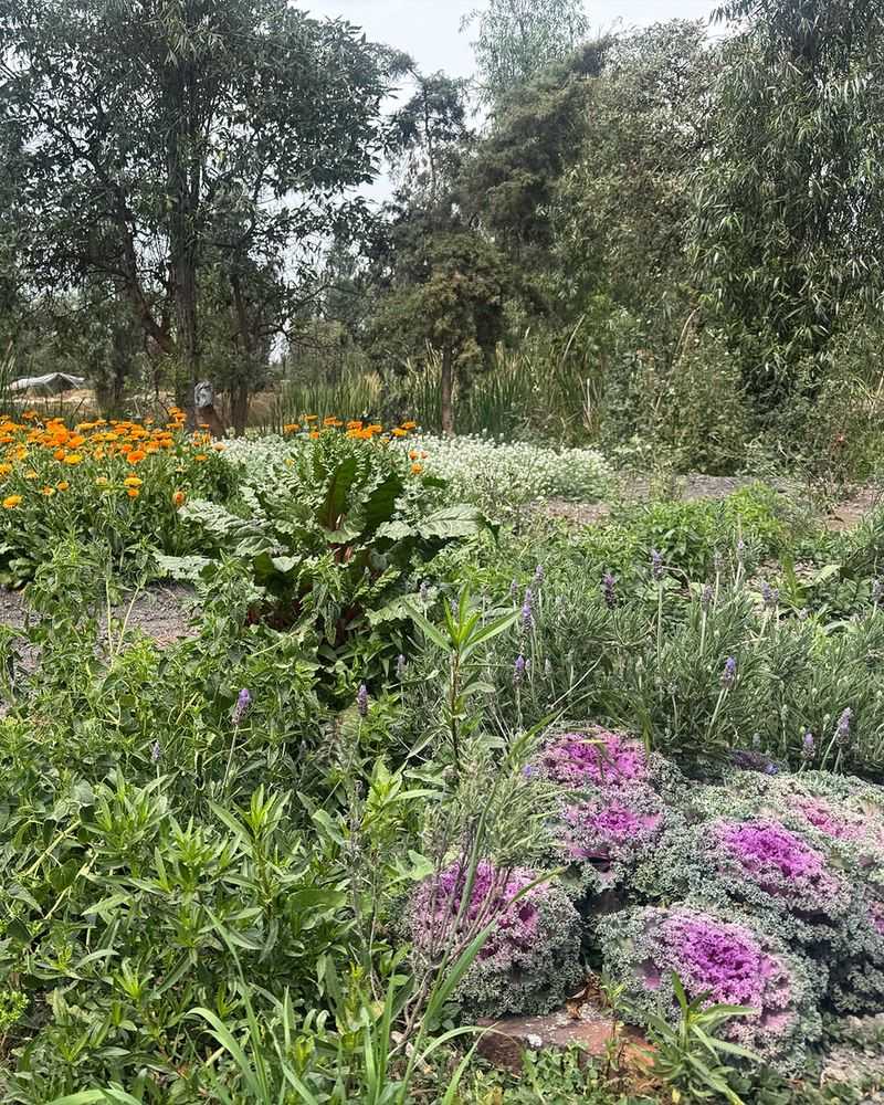 Jardín de la Cocina