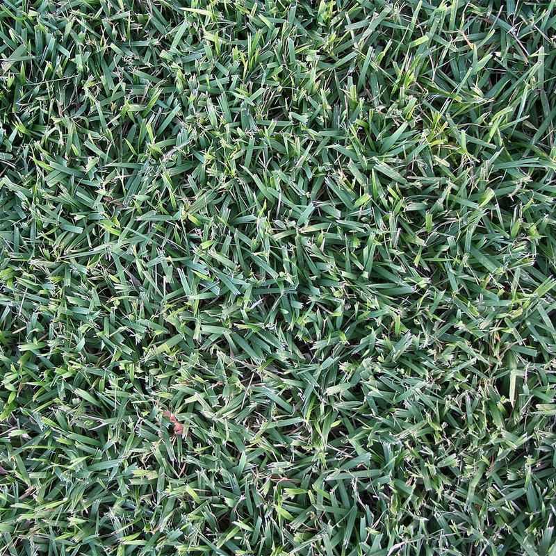 Zoysia Turfgrass