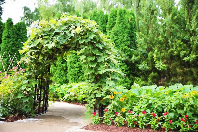 Garden Structures Like Arbors And Trellises