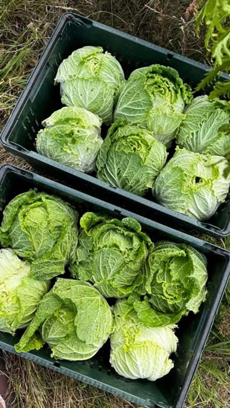 Storage-Champion Cabbage