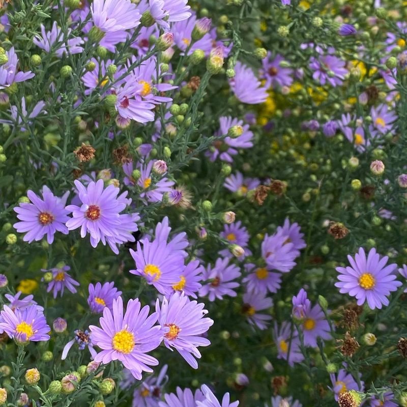 Asters: Late-Blooming Purple Stars