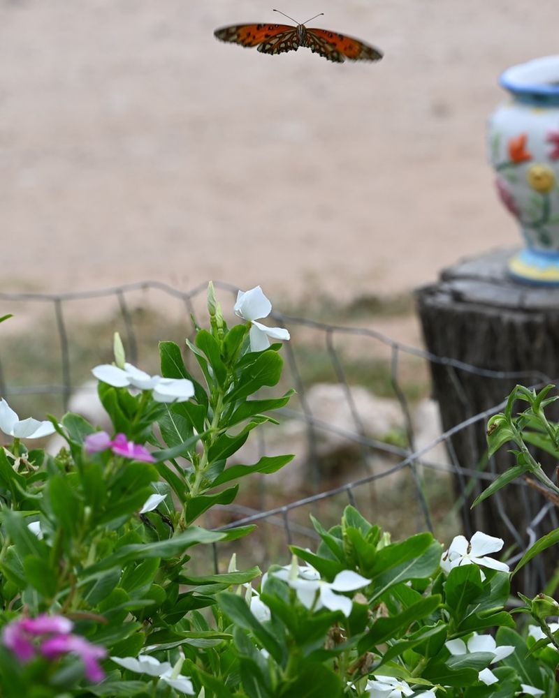 Butterfly Houses: Practical Protection