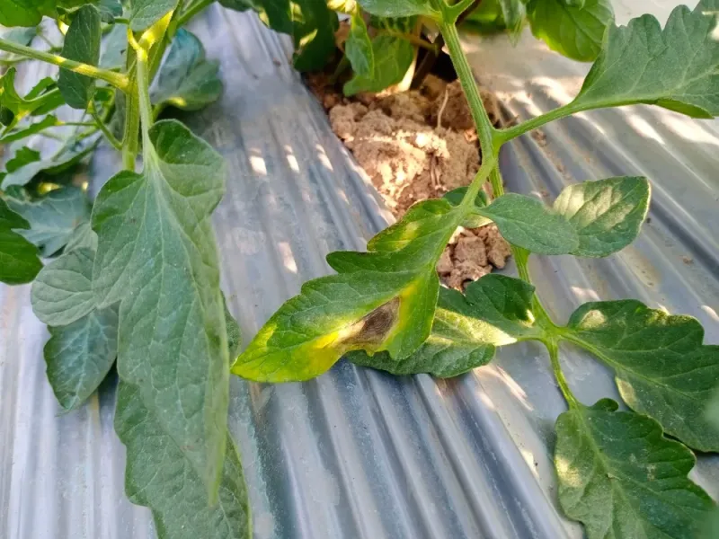 White Fuzzy Growth In Wet Weather