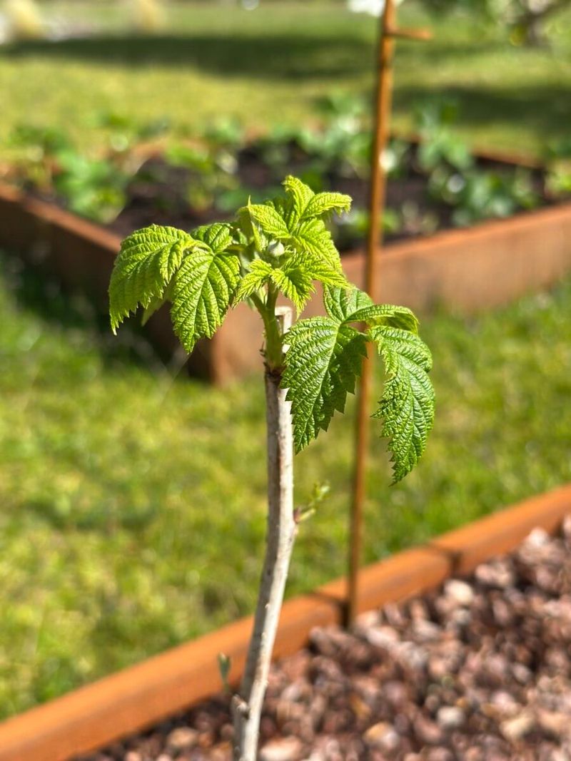 Raspberry Canes Ready for Reset
