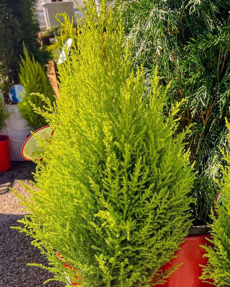Evergreen Shrubs