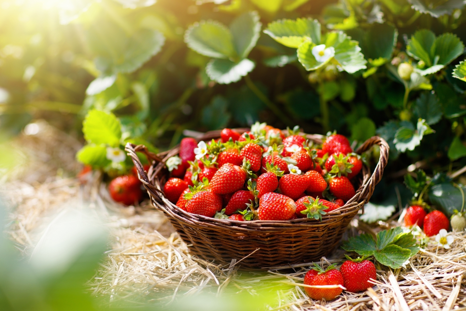 Fruits You Can Still Grow From Seed In Ohio This September