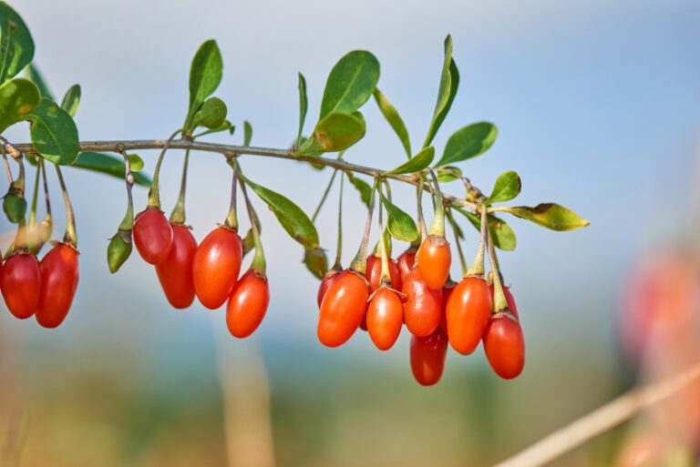 goji berry plant branch with fruits