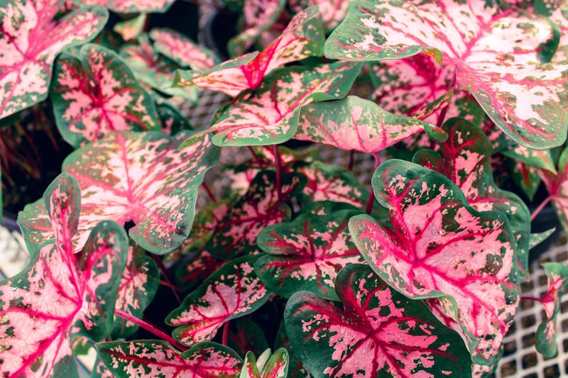 Caladium: Tropical Drama For Woodland Settings