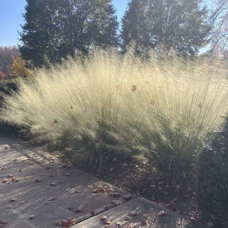 Ornamental Grasses' Seasonal Trim