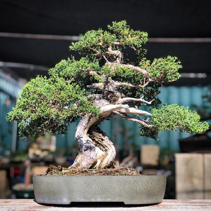 Japanese Juniper