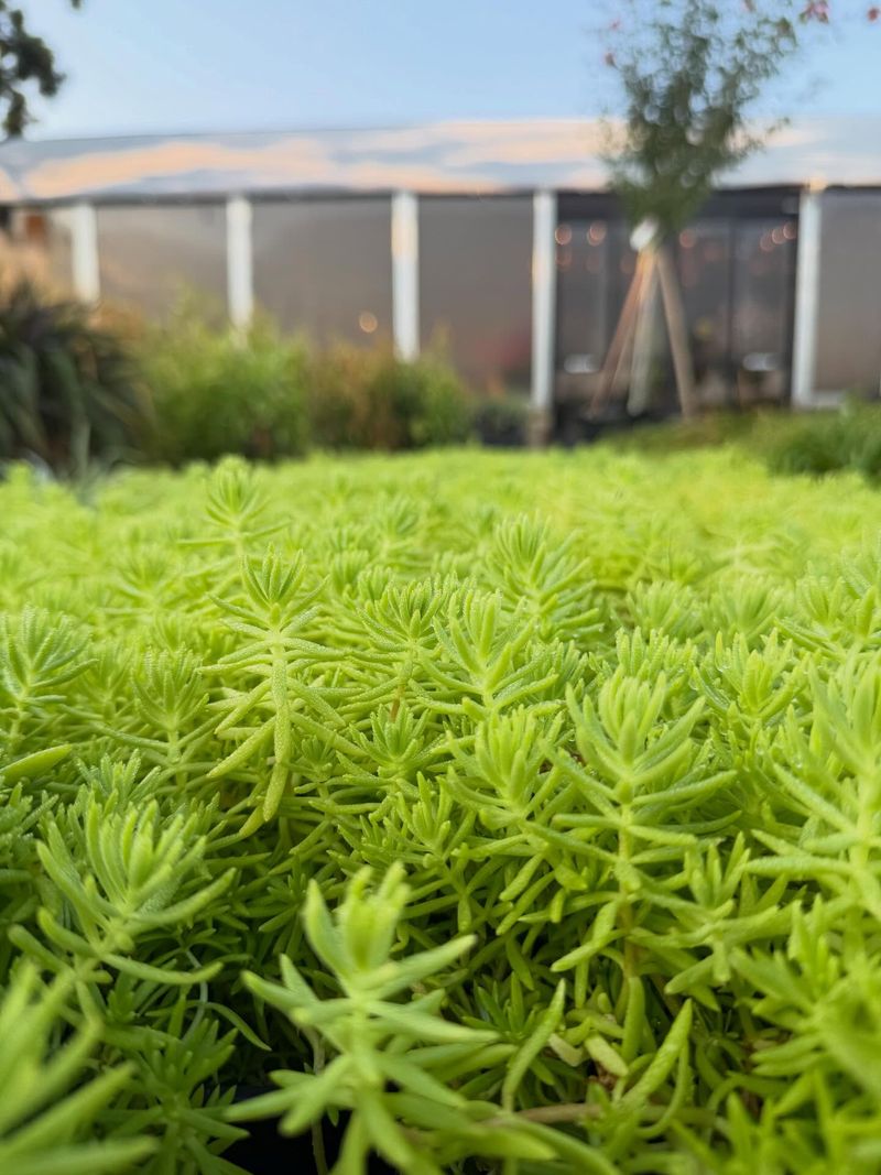 Sedum rupestre 'Lemon Ball' - The Textural Softener