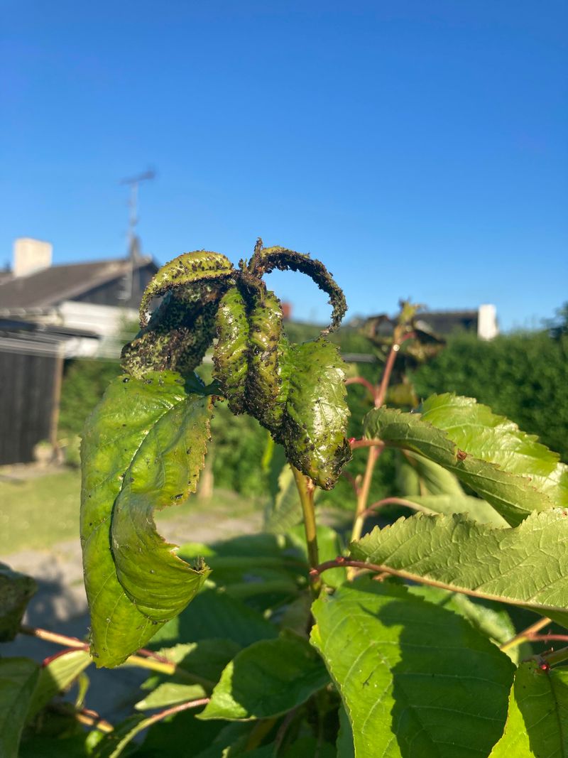 Pest Pressure