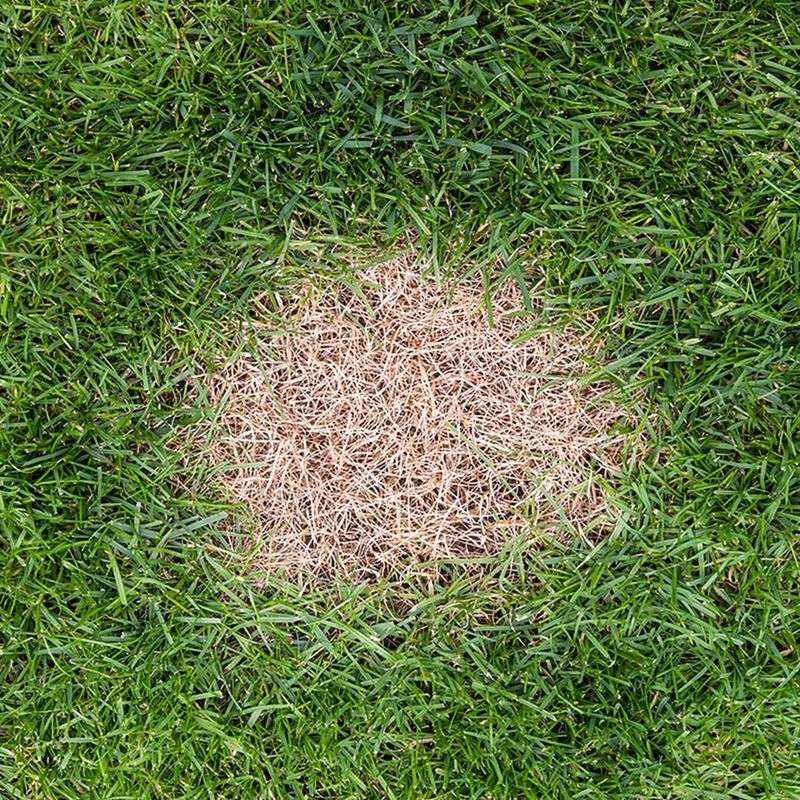 Dog Urine Damage