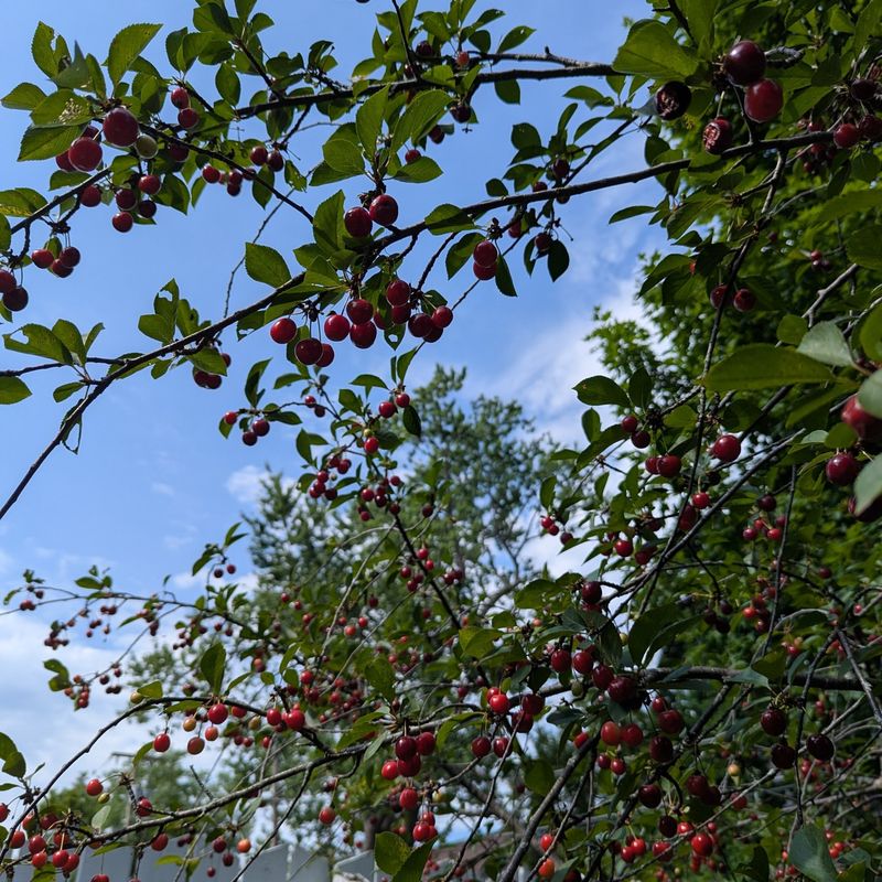 Cherry Trees That Refuse To Fruit