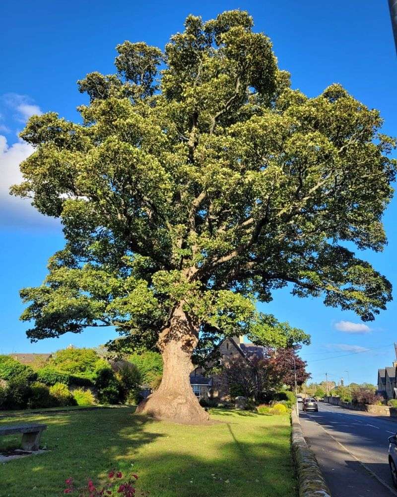 English Oak