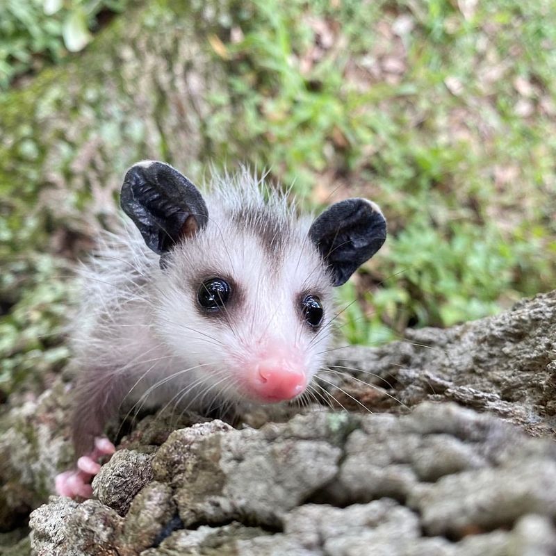 Humane Deterrents Work Better Than Removal