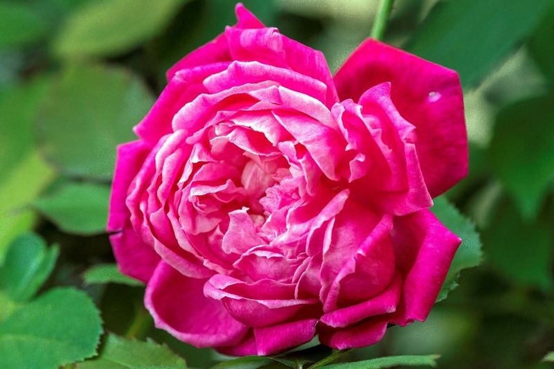 Rose Varieties Preserved Through Generations