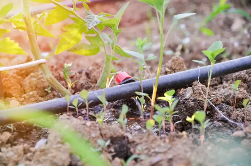 Smart Watering Techniques