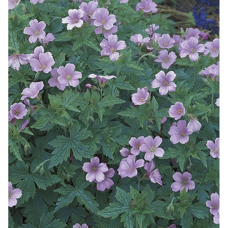Perennial Geranium Disappointment