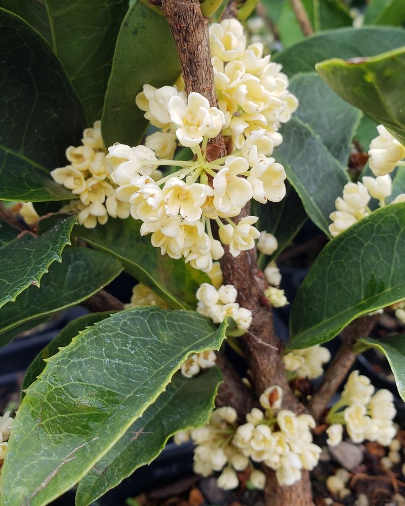 Sweet Olive (Osmanthus)