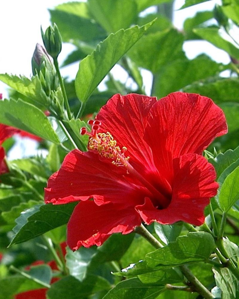 Hibiscus