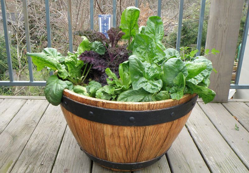 Spinach For Early Spring Harvests