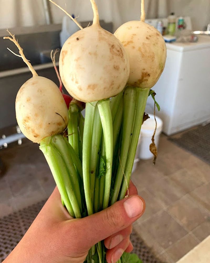 Turnips: Underrated Storage Vegetables