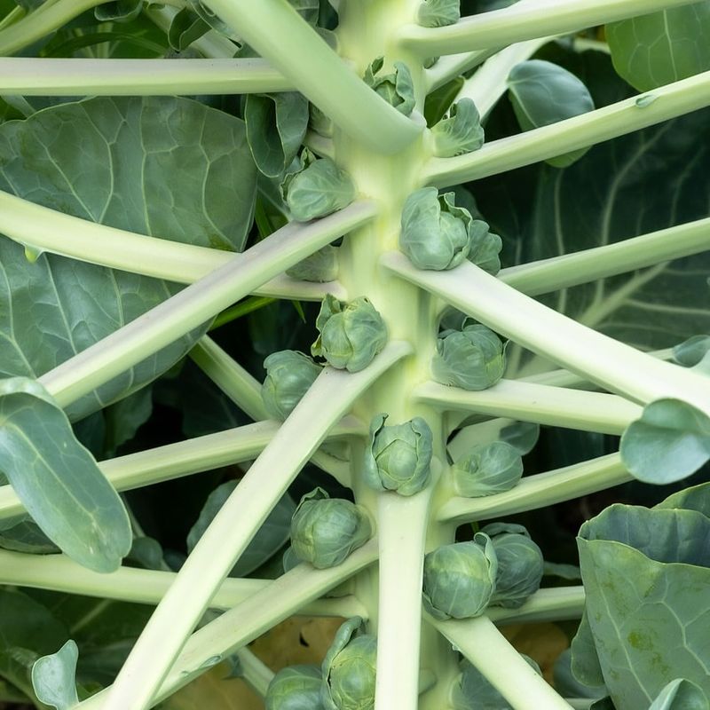 Brussels Sprouts On Stalks