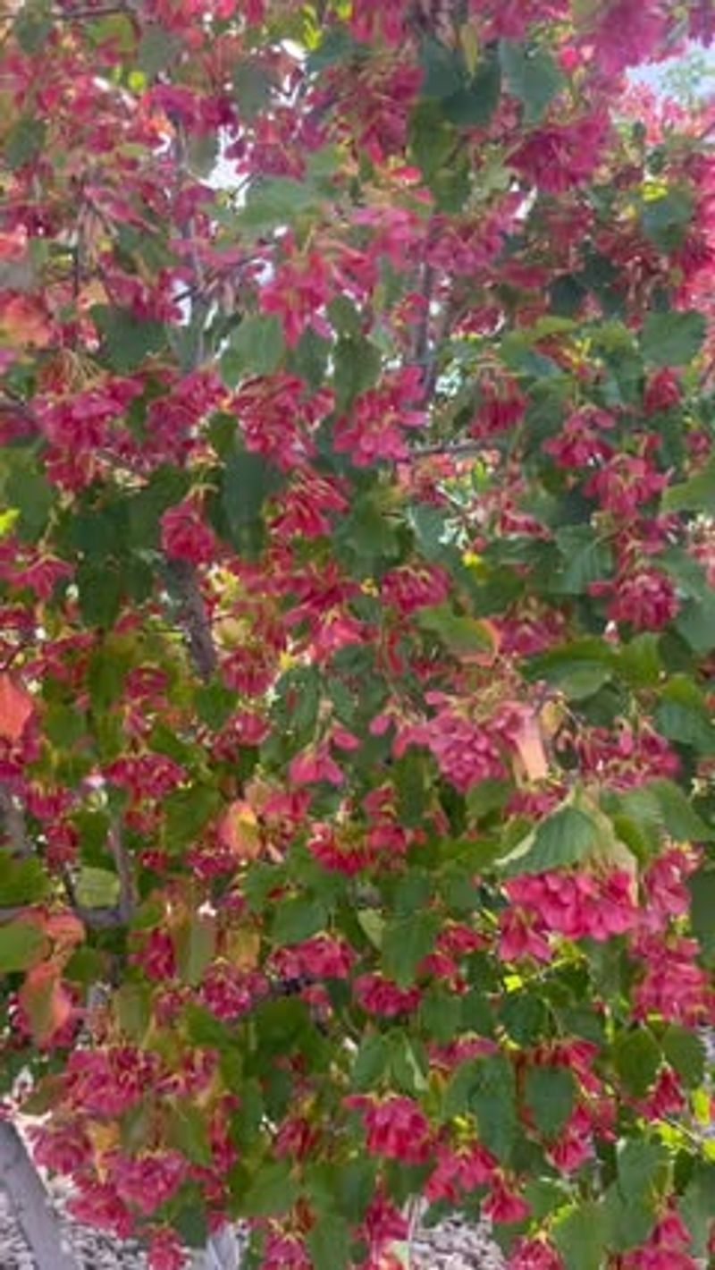 Amur Maple