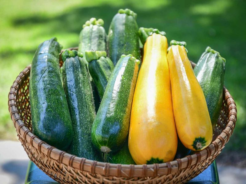Zucchini: Summer's Abundant Gift