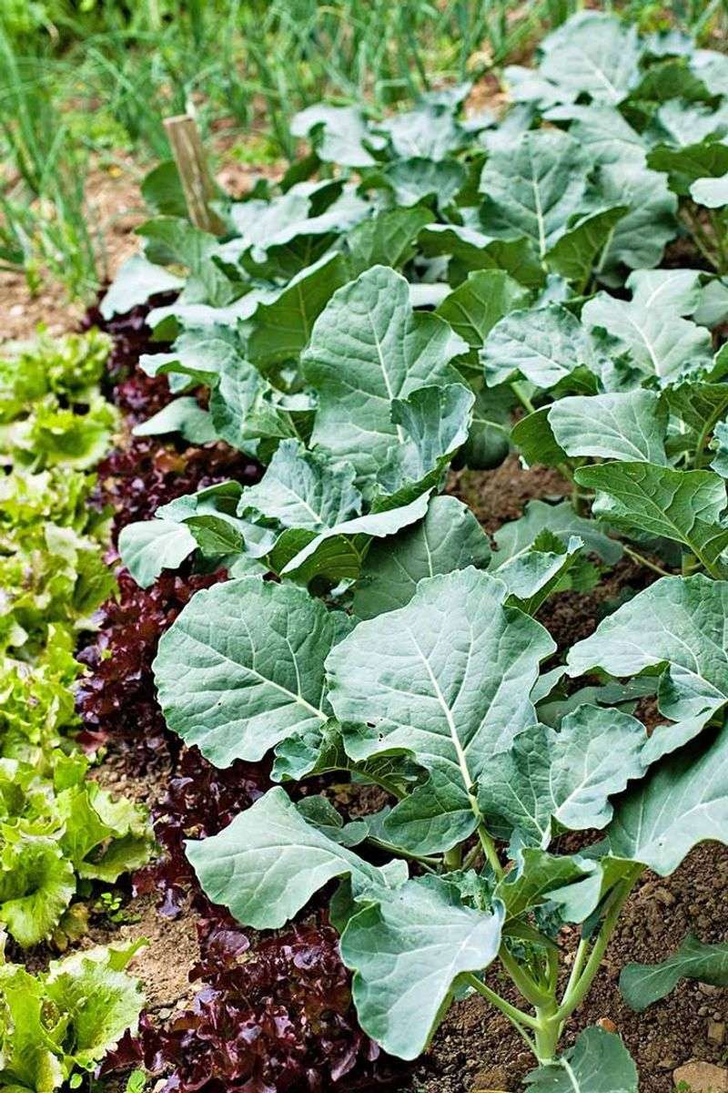 Collard Greens: Southern Tradition Meets Year-Round Production