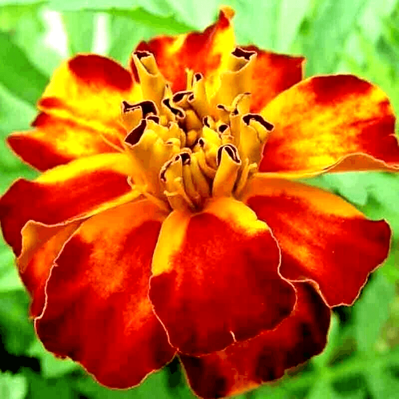 Marigolds: Colorful Grub Guards