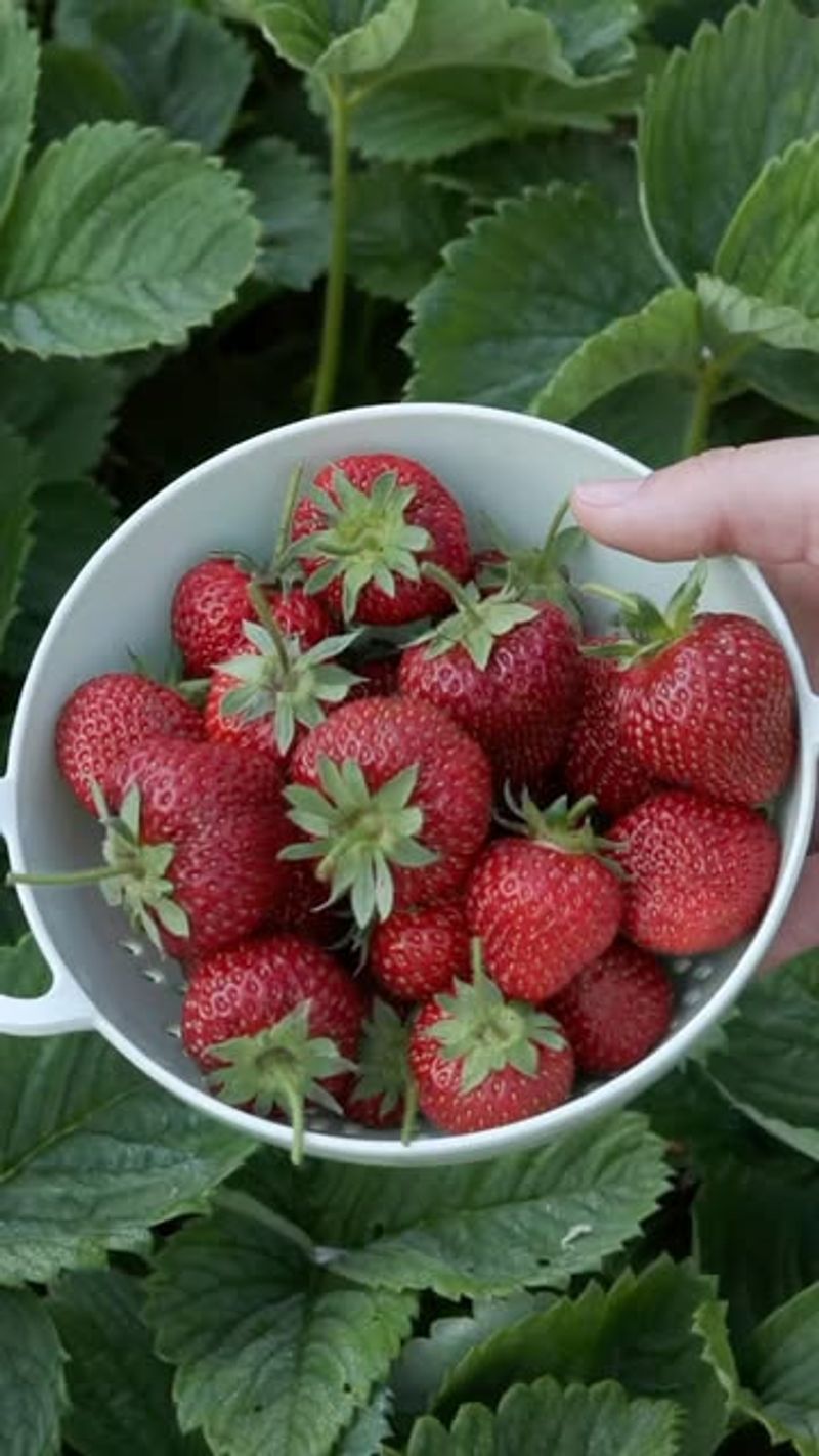 Strawberries