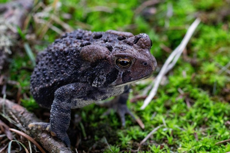 American Toads