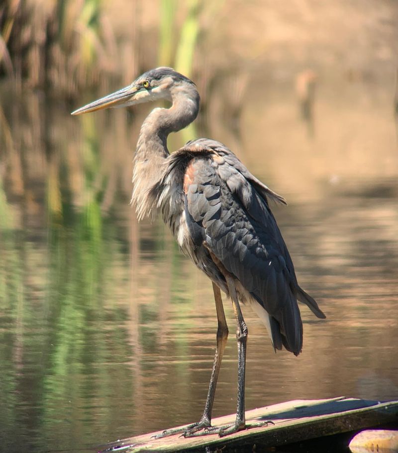 Great Blue Herons