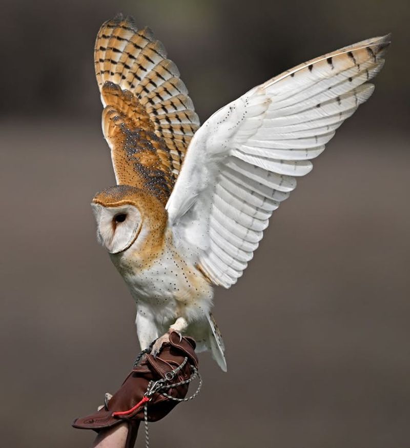 Barn Owls