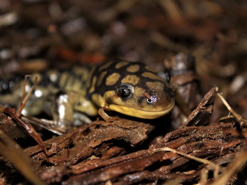 Salamanders Hiding Under Moist Soil And Mulch