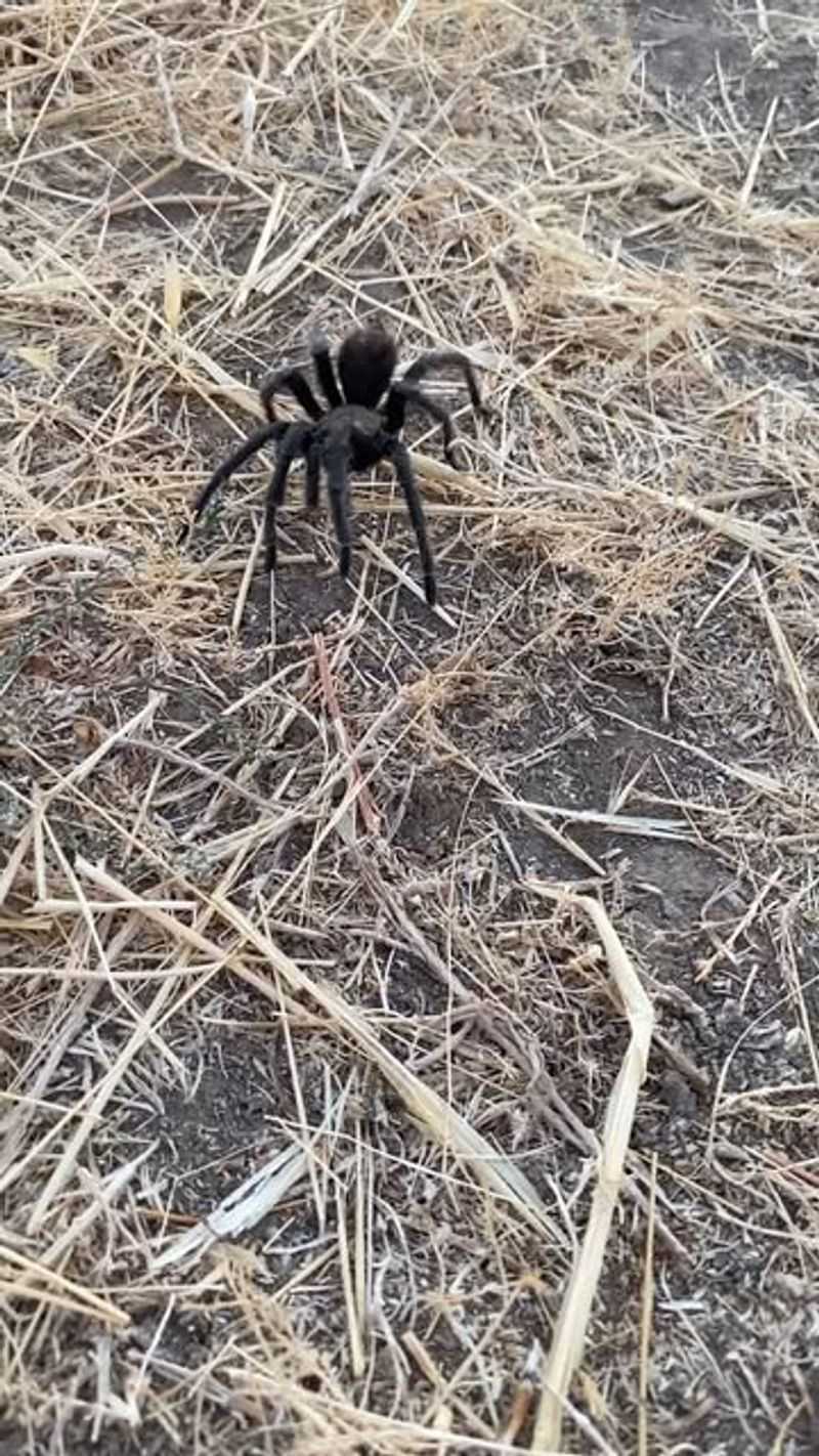 Tarantulas Patrolling Garden Soil