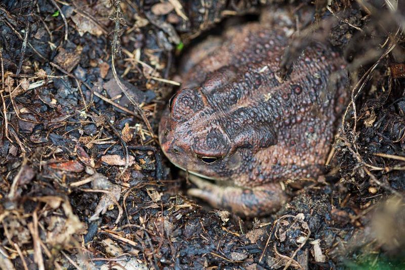 Toads Hiding Among Garden Mulch