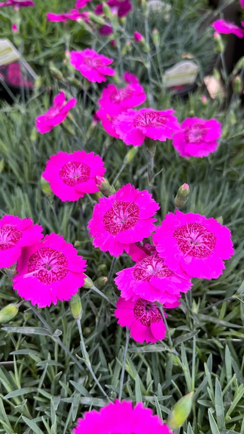 Dianthus