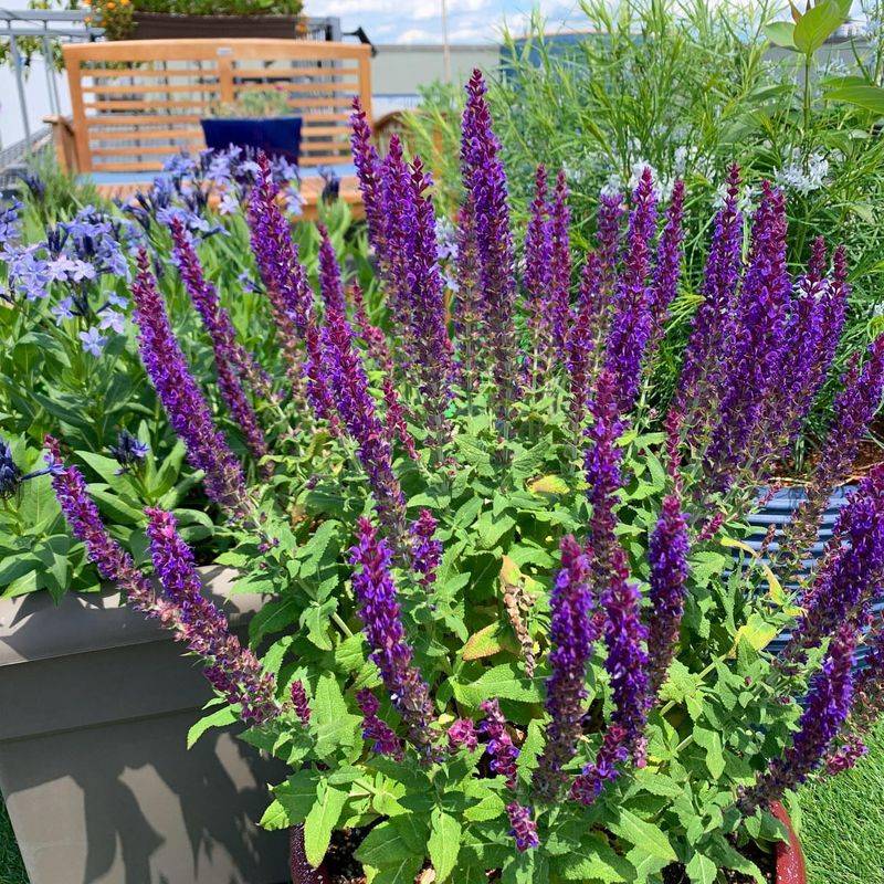 Salvia 'May Night' (Salvia nemorosa)
