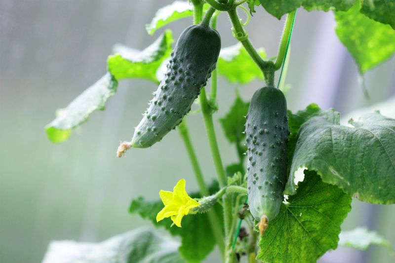 Rough Handling During Growth