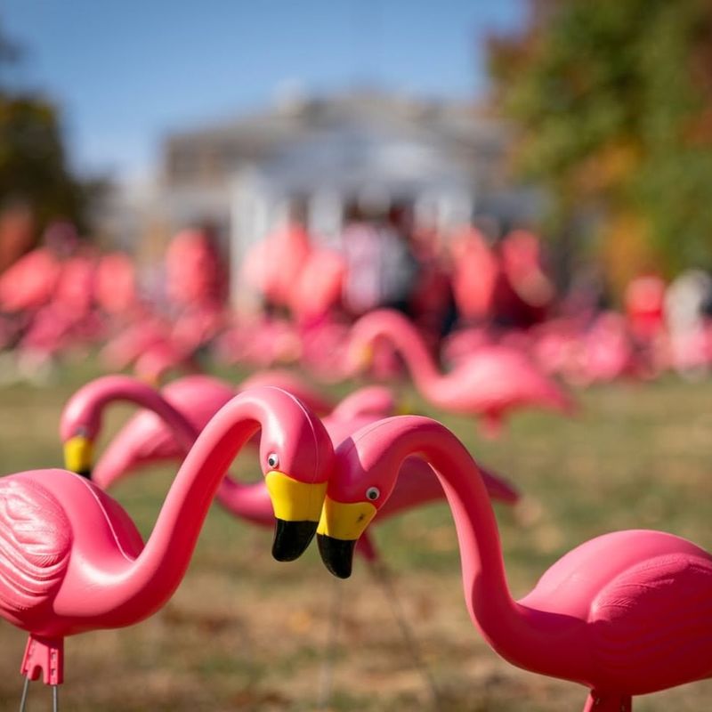 Pink Flamingo Flocks