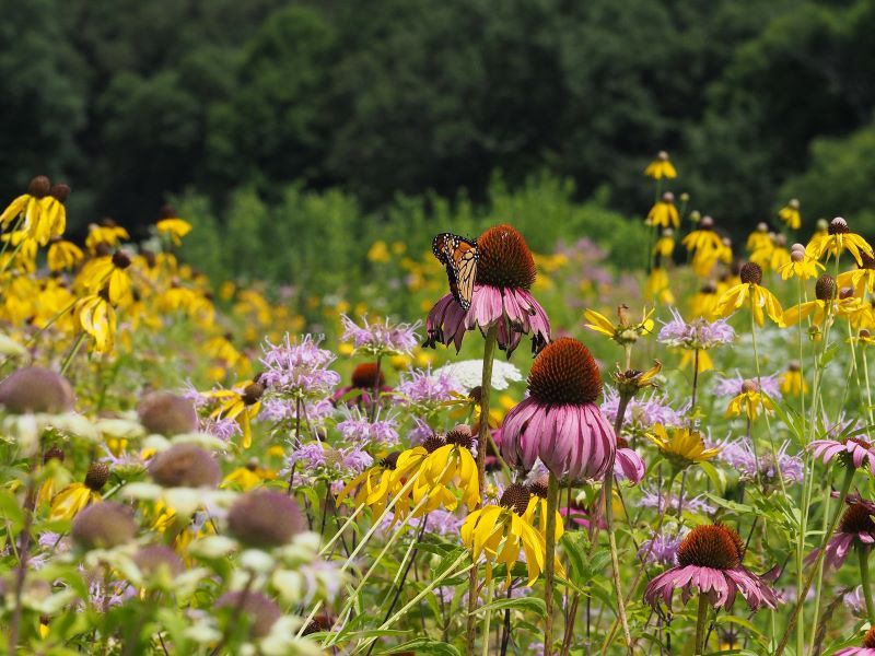 The Native Plant Shortage